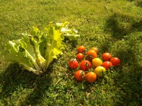 /album/fotogaleria/tomates-jpg/